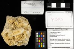 Foto (Objekt + Etiketten) von Goniodromites sp. 